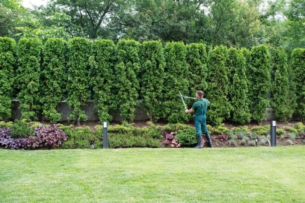 Best Leaf Removal  in Clover, SC